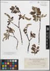 Foto von Salix hastata L. x Salix helvetica Vill.